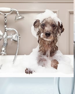 Untitled design (19)-1